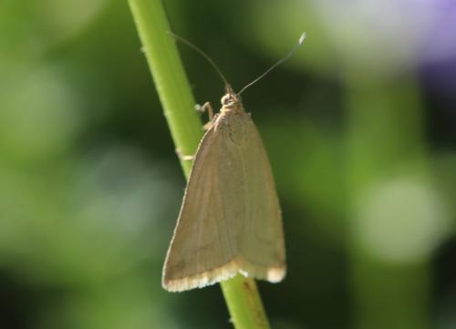 Réf. 346 883 : Udea austriacalis